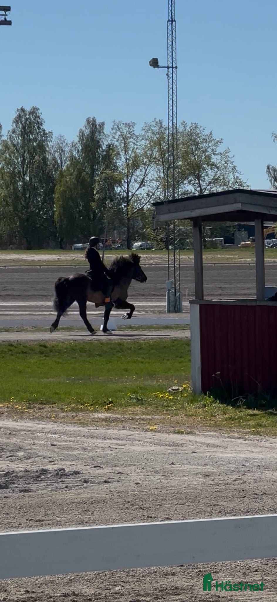  hästar Thor-Björn - stor pampig valack med potential  - Annons 19