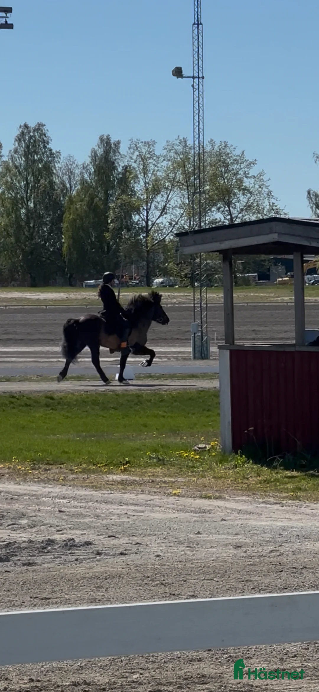 Island hästar till salu: Thor-Björn - stor pampig valack med potential  - Annons 1