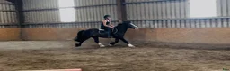 Allround hästar till salu: Lovely gelding 140cm - Annons 7