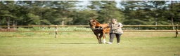 Allround hästar till salu: Svenskfödd guldbelönad Welsh Cob-valack till salu - Annons 1