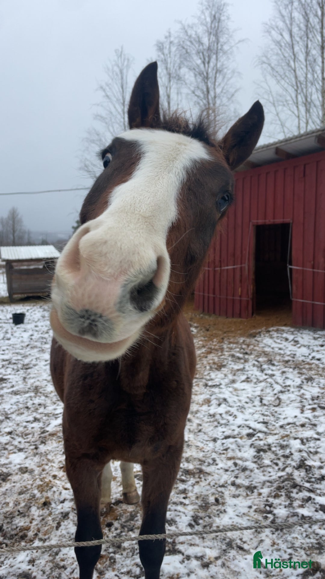 Dressyr hästar till salu: Charmig & snygg hingst -24 e. Racoon - Topaasch 🌟 i Saxdalen - Annons 3