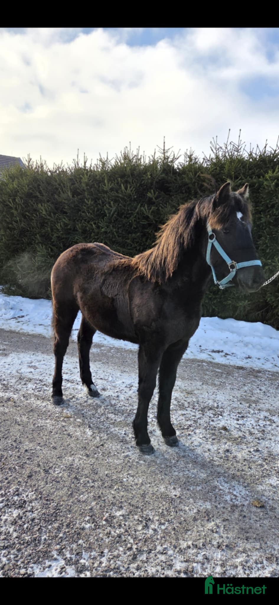  hästar TrollStina 1 år - Annons 2