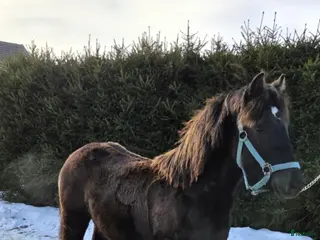 hästar TrollStina 1 år - Annons 2