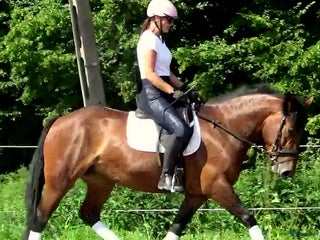 hästar Gorgeous, sweet and ready for anything allrounder i Örsundsbro - Annons 11