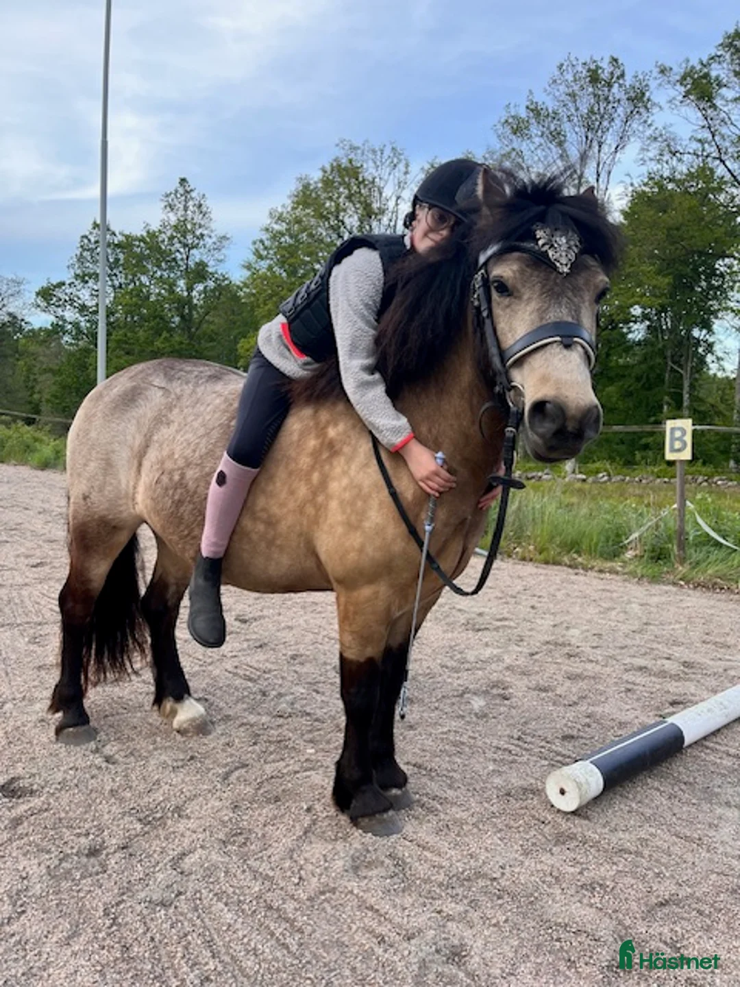 Allround hästar till salu: Pigg valack Russ/Welsh i Ljungby - Annons 5