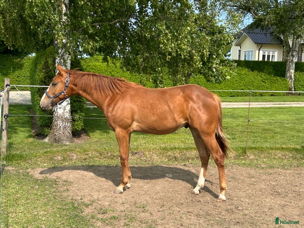 hästar i Löberöd - Annons 11