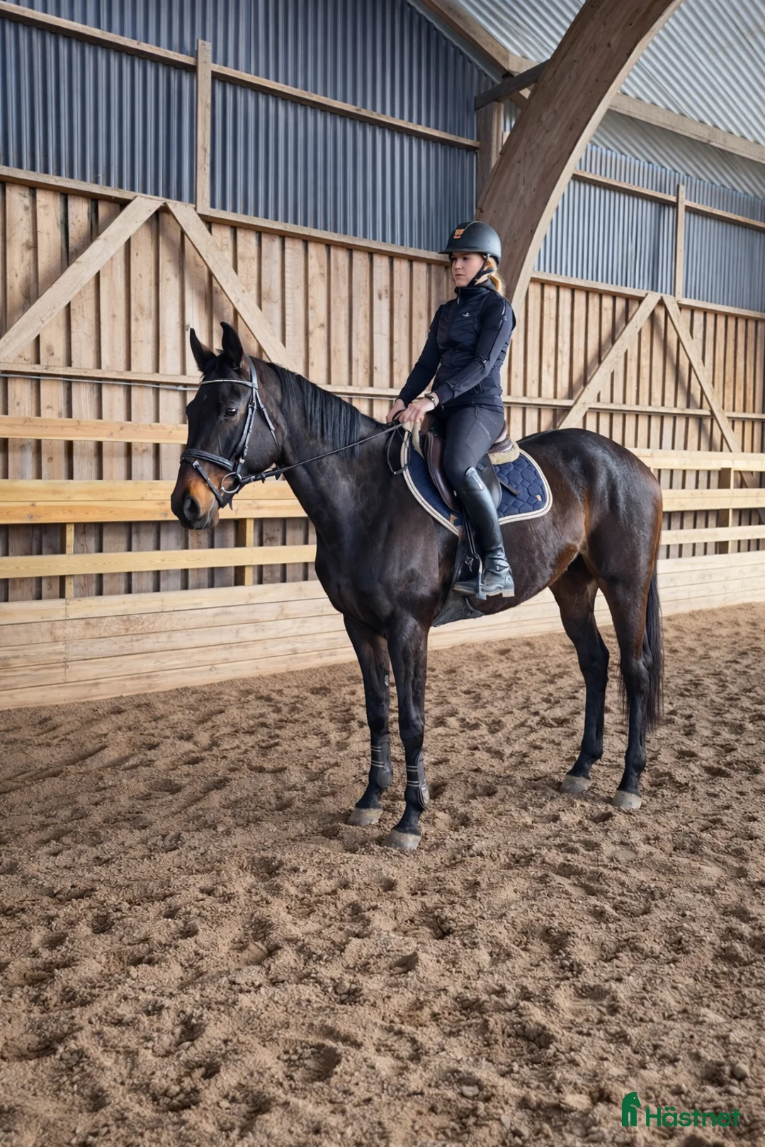 Allround hästar till salu: Perfekt allround häst - Annons 1