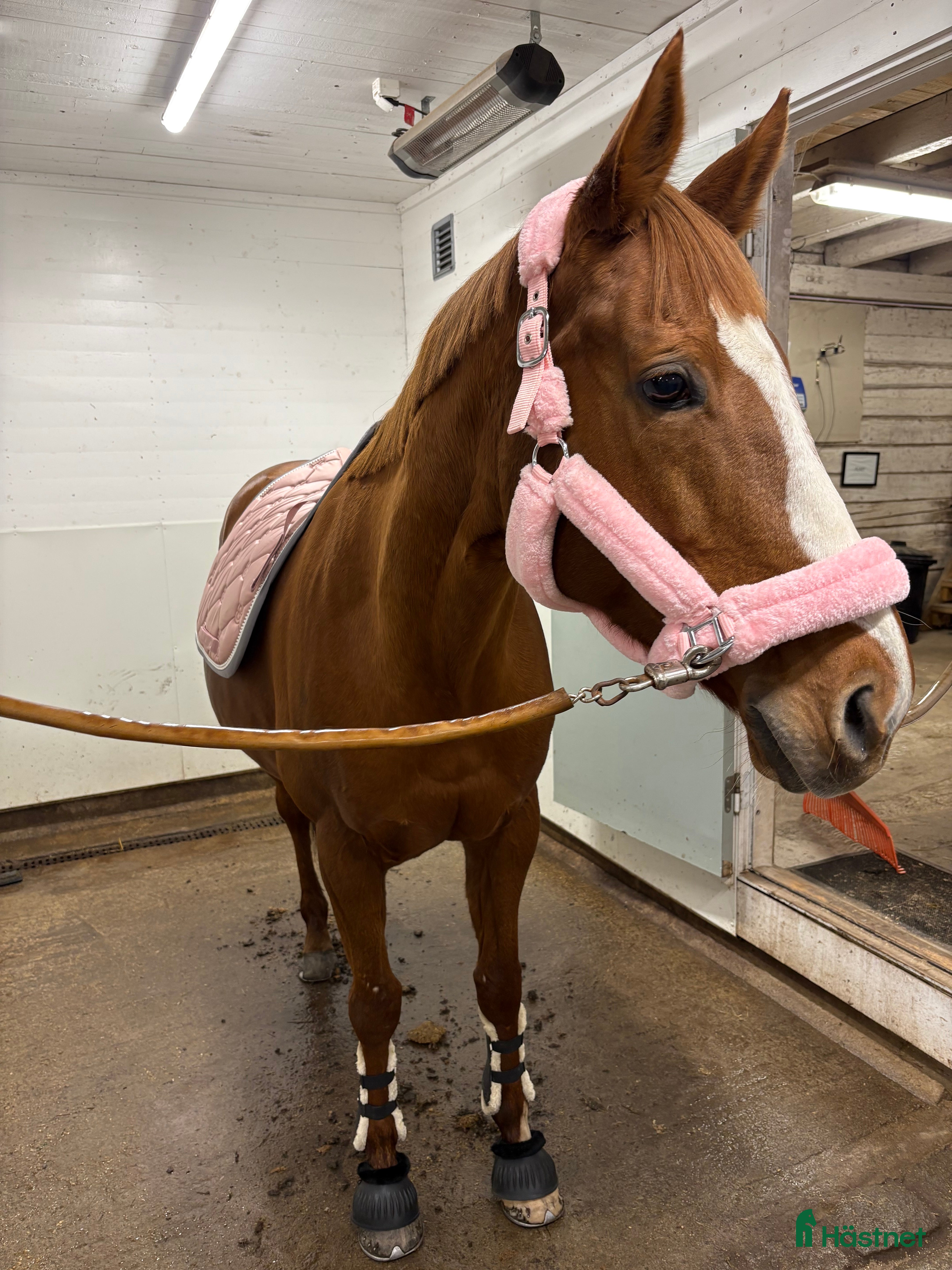  foderhäst Sällskap sökes i Eskilstuna - Annons 9