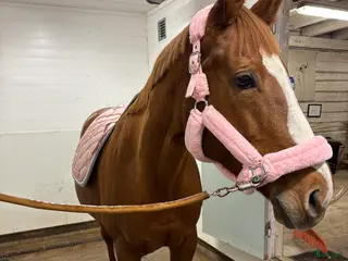 foderhäst Sällskap sökes i Eskilstuna - Annons 9