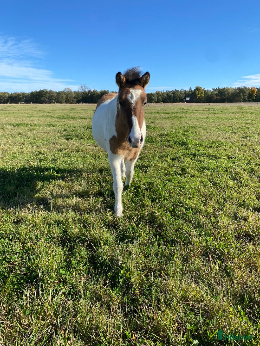 Island hästar till salu: 🌟 Flott ungsto med toppstam 🌟 i Tun - Annons 3