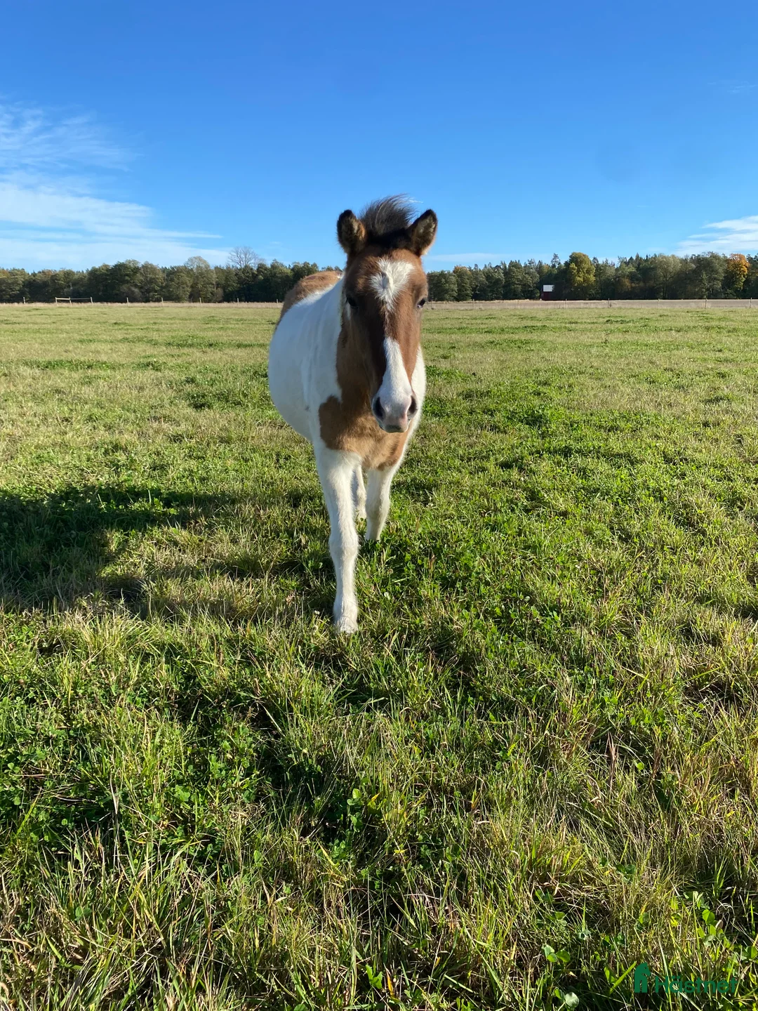 Island hästar till salu: 🌟 Flott ungsto med toppstam 🌟 i Tun - Annons 3