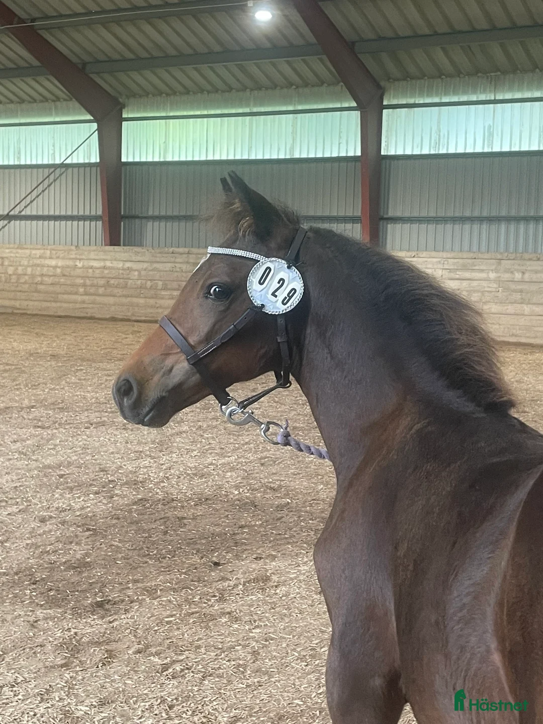 Allround hästar till salu: FYND!  - Annons 7