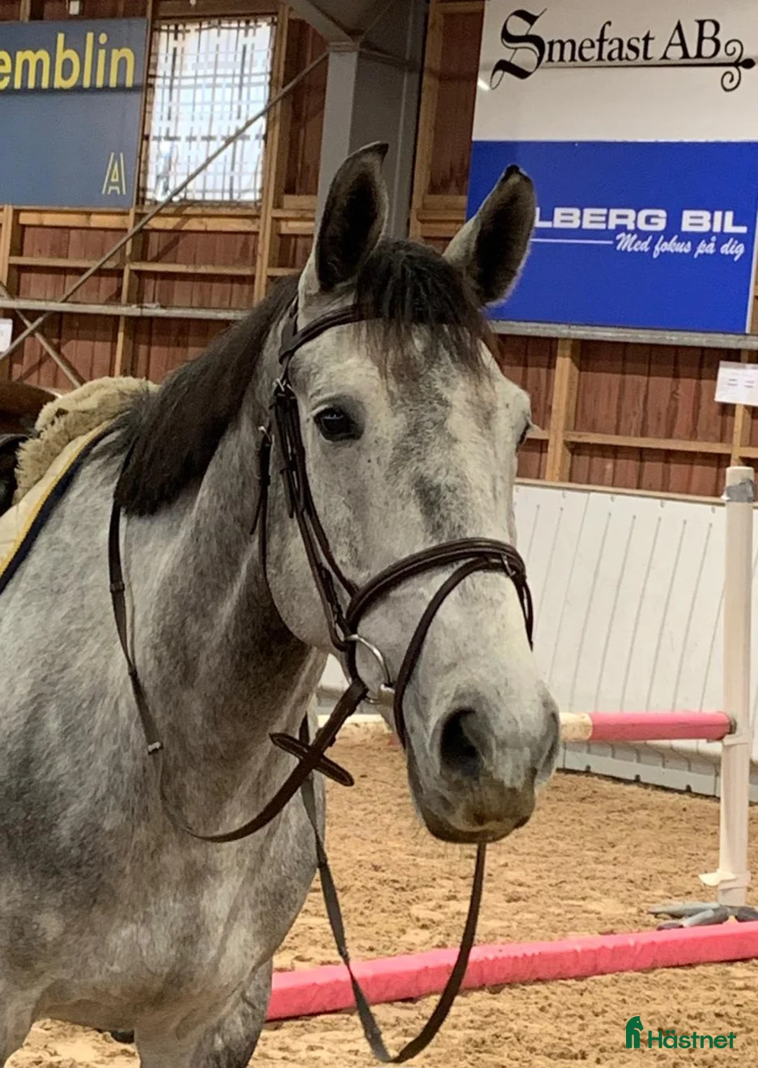 Hoppning hästar till salu: Lyxig allroundhäst i Ljungby - Annons 2