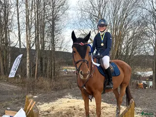 hästar Unik tävlingshäst i Alvesta - Annons 2