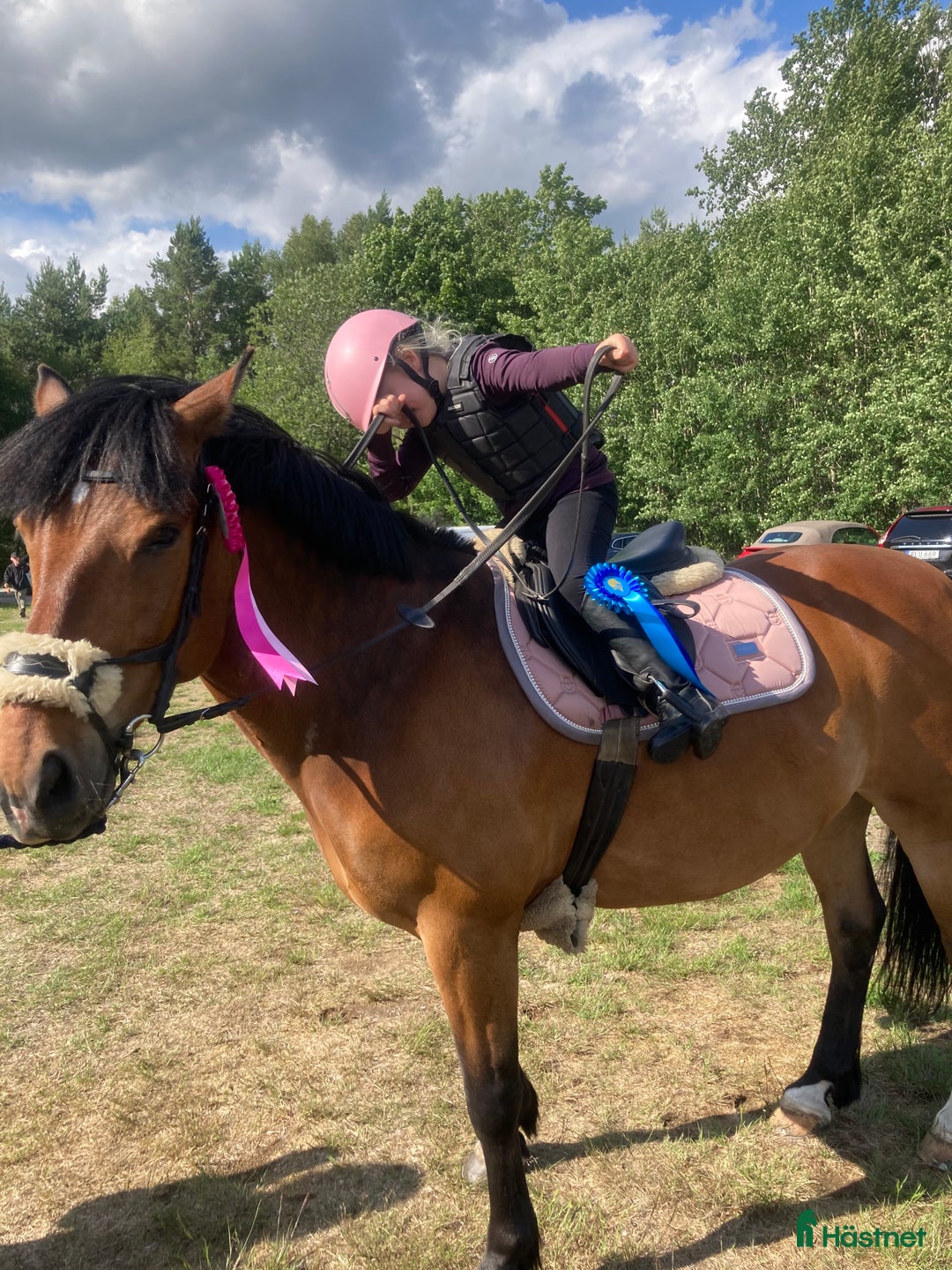 Allround hästar till salu: Bästa allroundponnyn/bästa kompisen  i Mörrum - Annons 7