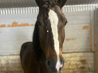 hästar Kolla hit! i Bjästa - Annons 3