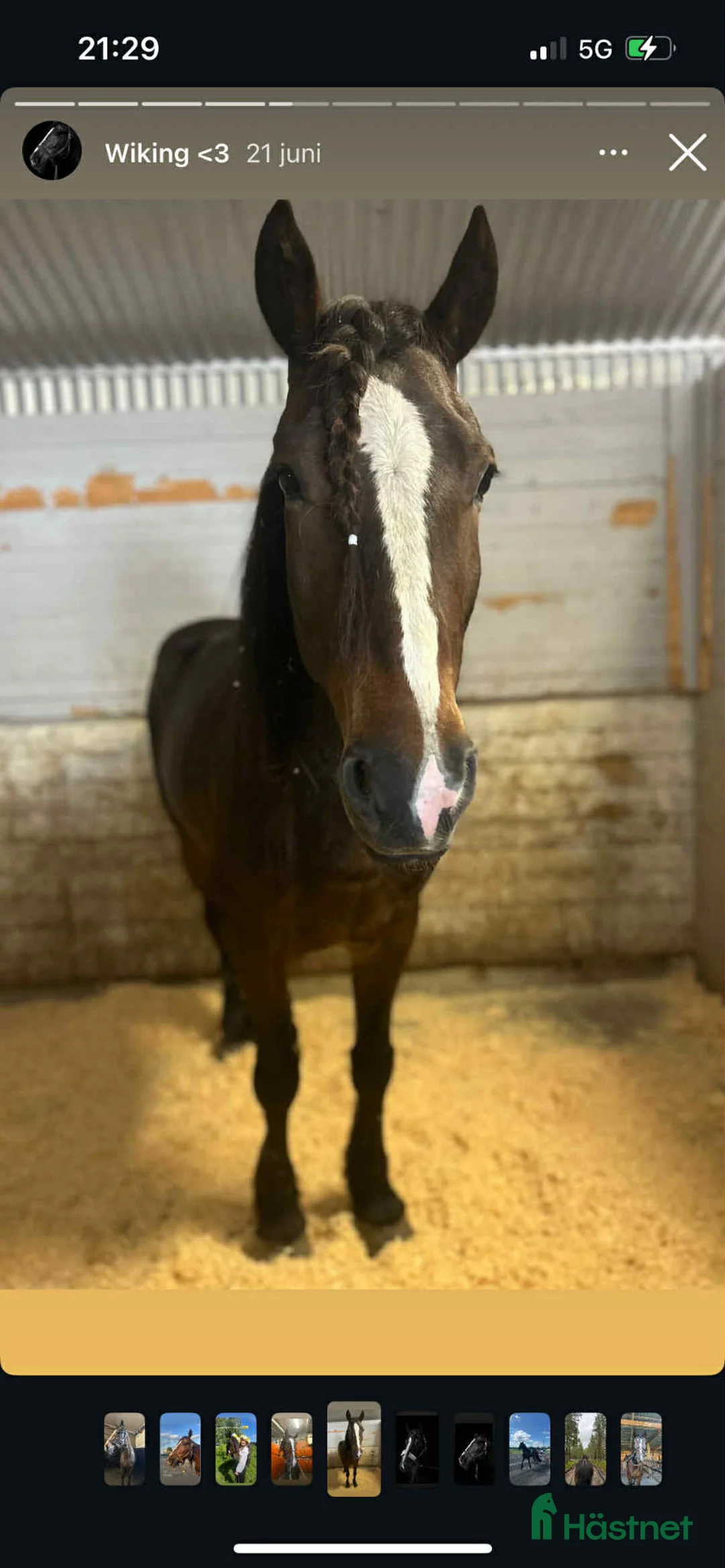 Allround hästar till salu: Kolla hit!  - Annons 1