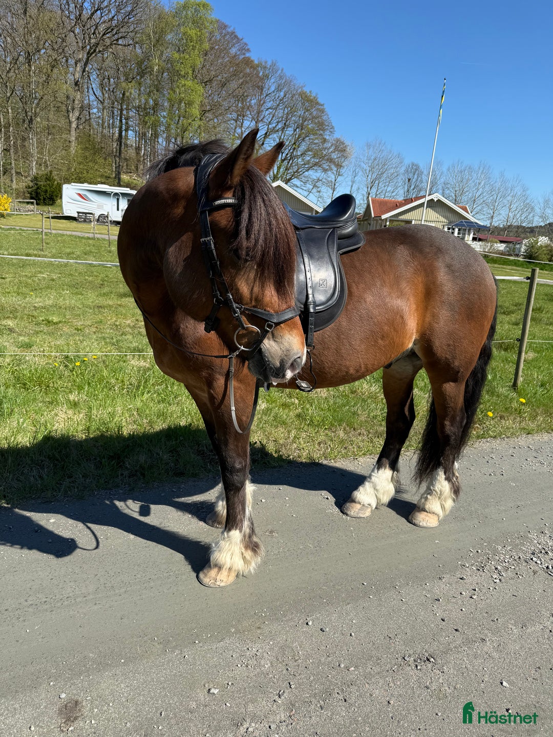 Allround hästar till salu: Loke ❤️ i Kungsbacka - Annons 3