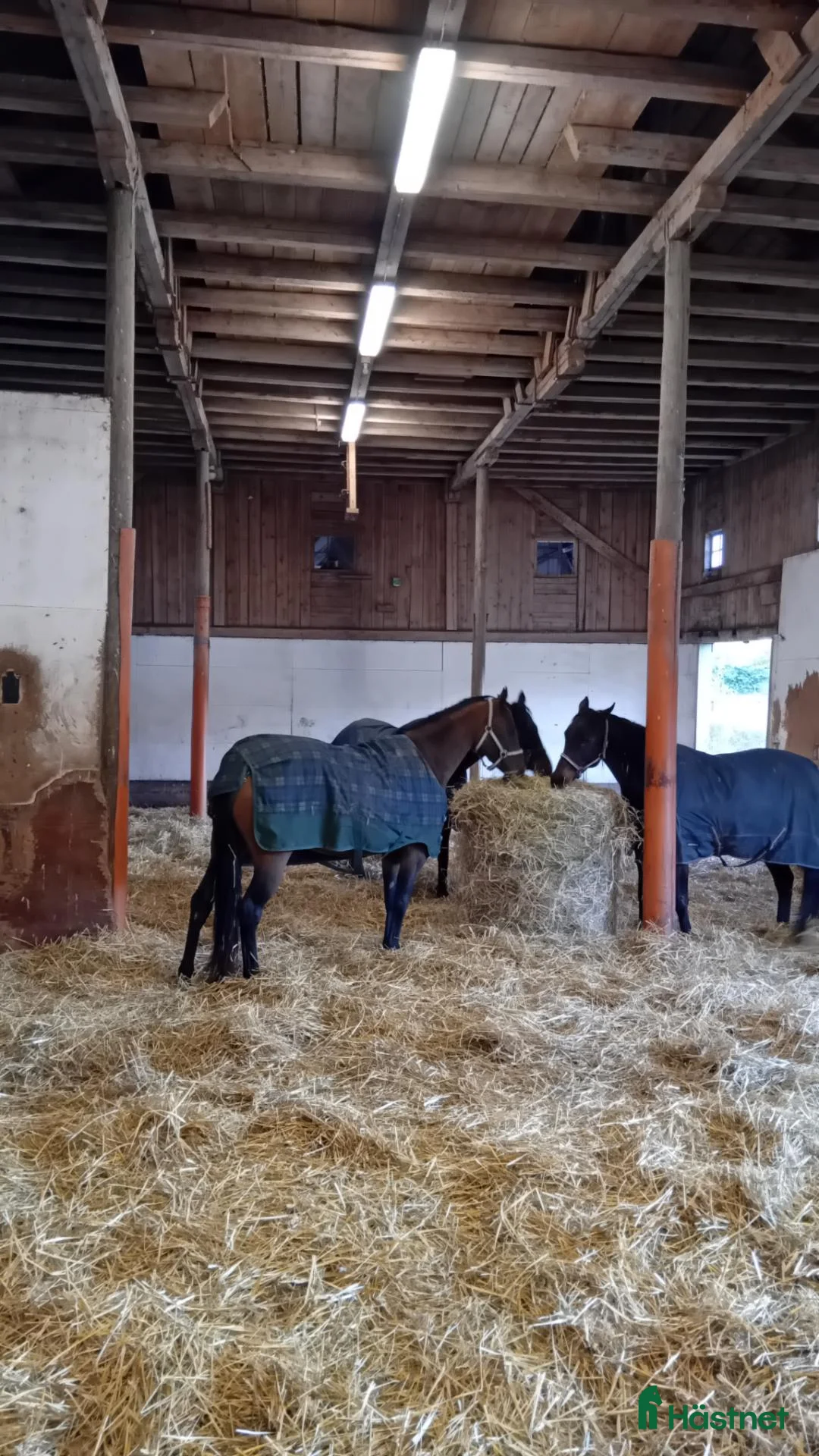  stallplats finnes: Fullservice för avelsston & konvalescenter  - Annons 2