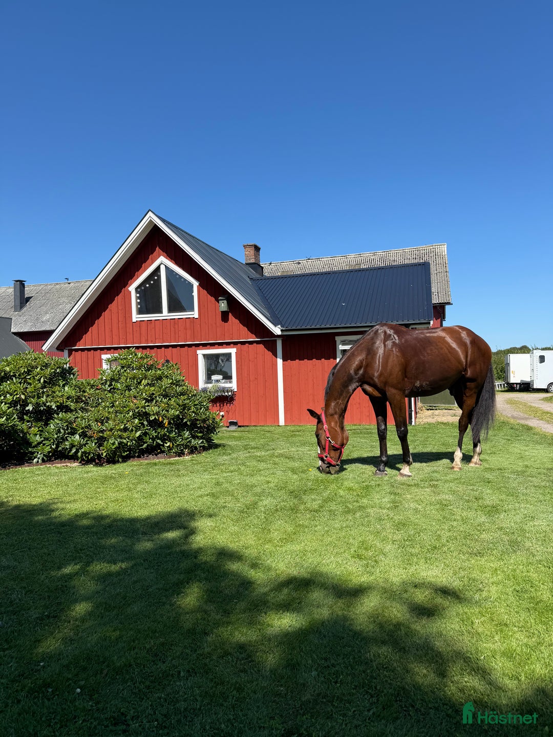  hästservice finnes: Inridning, Tillridning & Försjäljning i Eldsberga - Annons 3