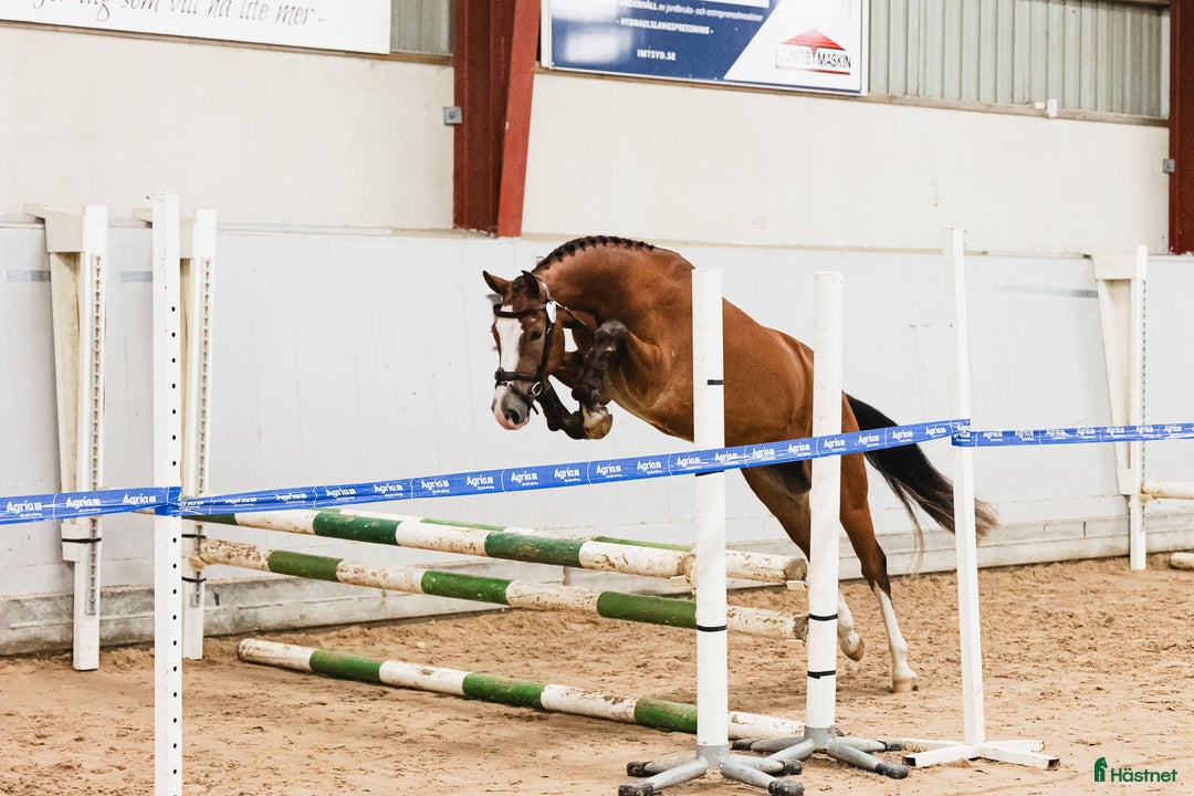 Hoppning hästar till salu: Blivande elitponny för mästerskap i Önnestad - Annons 2