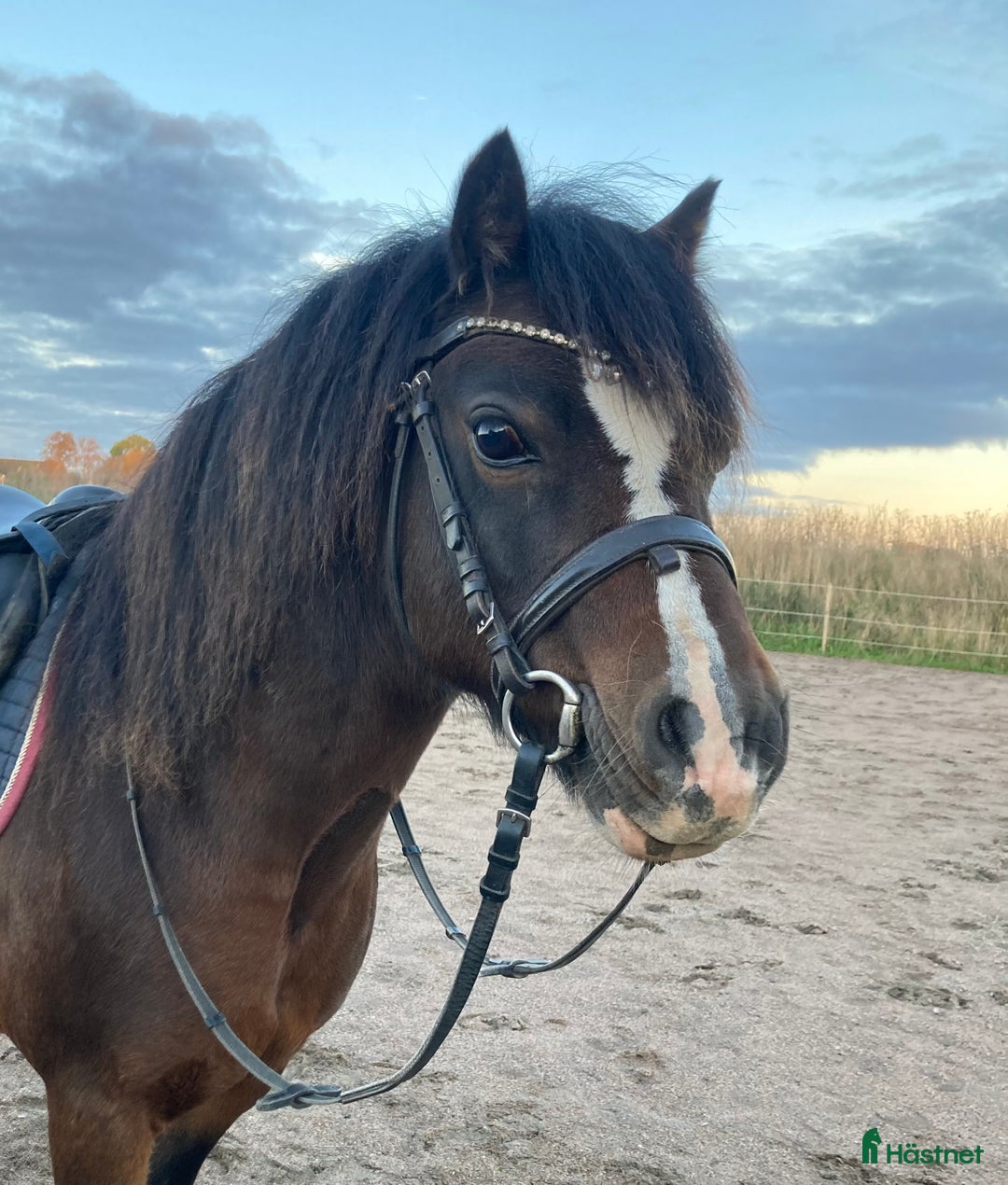 Allround hästar till salu: Snäll kille med utstrålning!  i Vallåkra - Annons 1