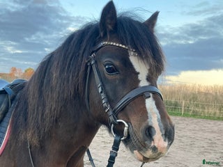 Allround hästar till salu: Snäll kille med utstrålning! i Vallåkra - Annons 1