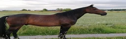  medryttarhäst finnes: Erbjuder medryttarhäst - Annons 1