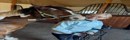  foderhäst sökes: Foderponny sökes  i Påarp - Annons 6