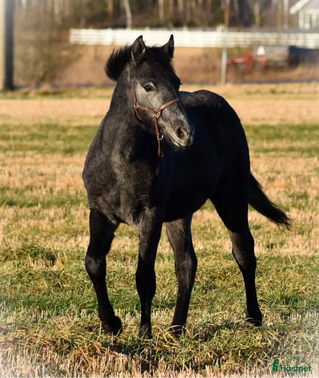 Allround hästar till salu: Trevlig svenskfödd Connemarahingst *2025 - Annons 4