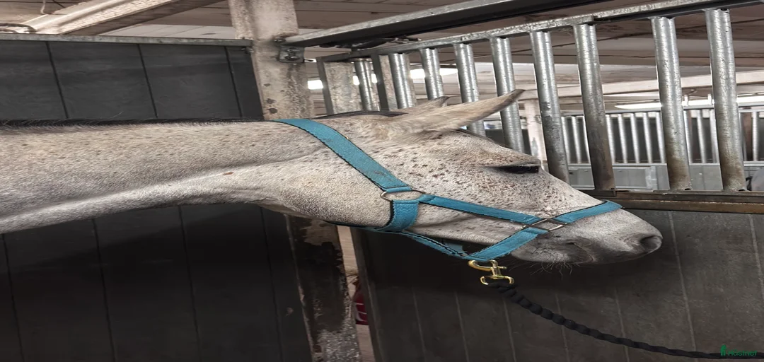 Galleribild {{count}}