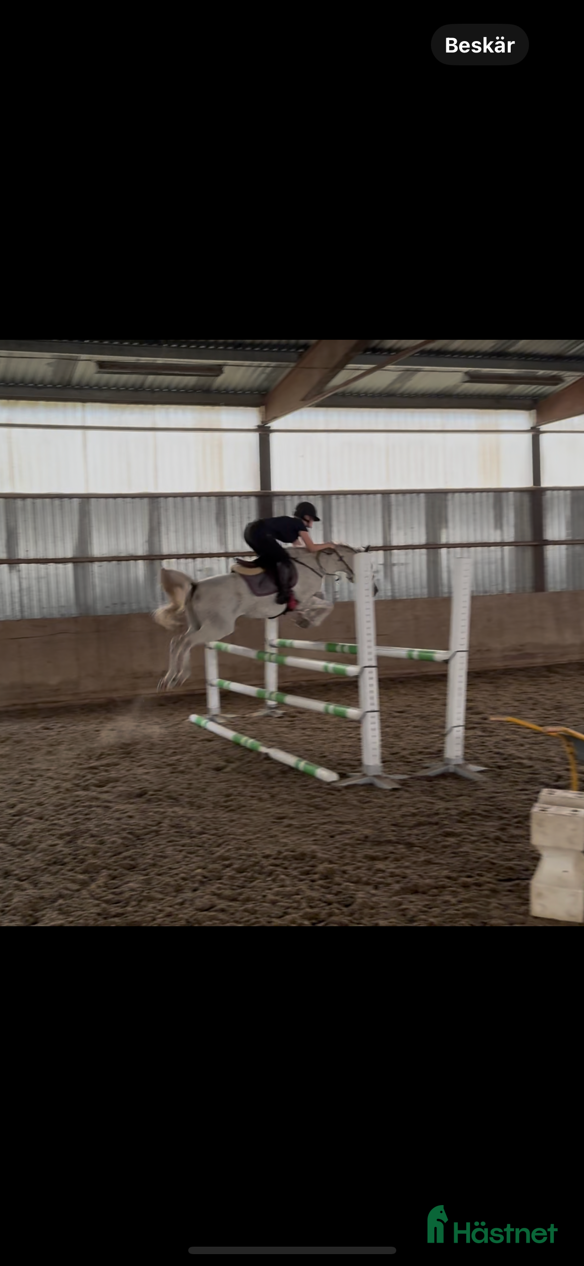  hästar Snäll och lovande D-ponny🌟 i Norrhult - Annons 16