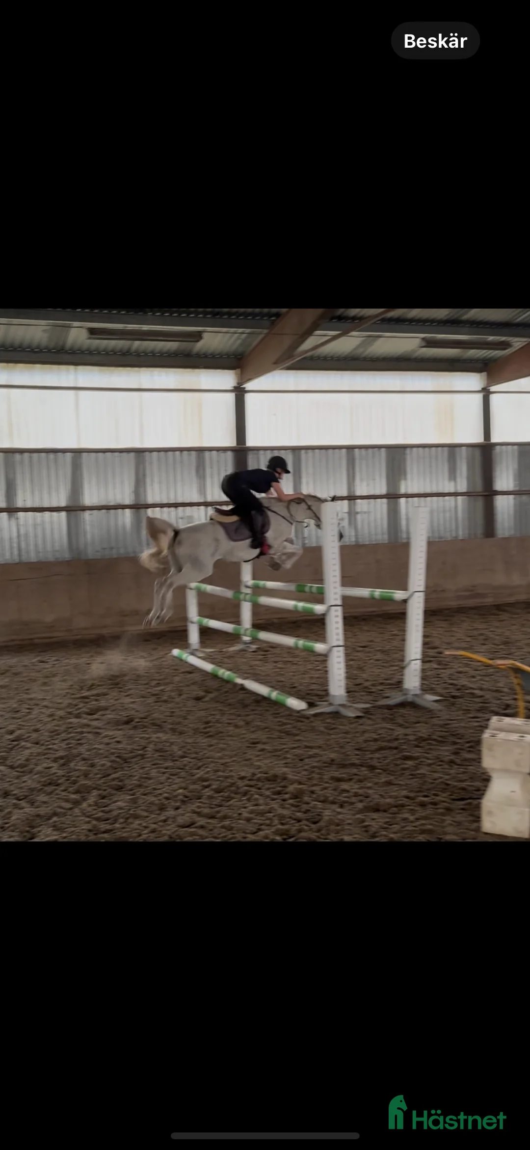 Allround hästar till salu: Snäll och lovande D-ponny🌟 i Norrhult - Annons 1