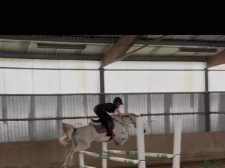 hästar Snäll och lovande D-ponny🌟 i Norrhult - Annons 9