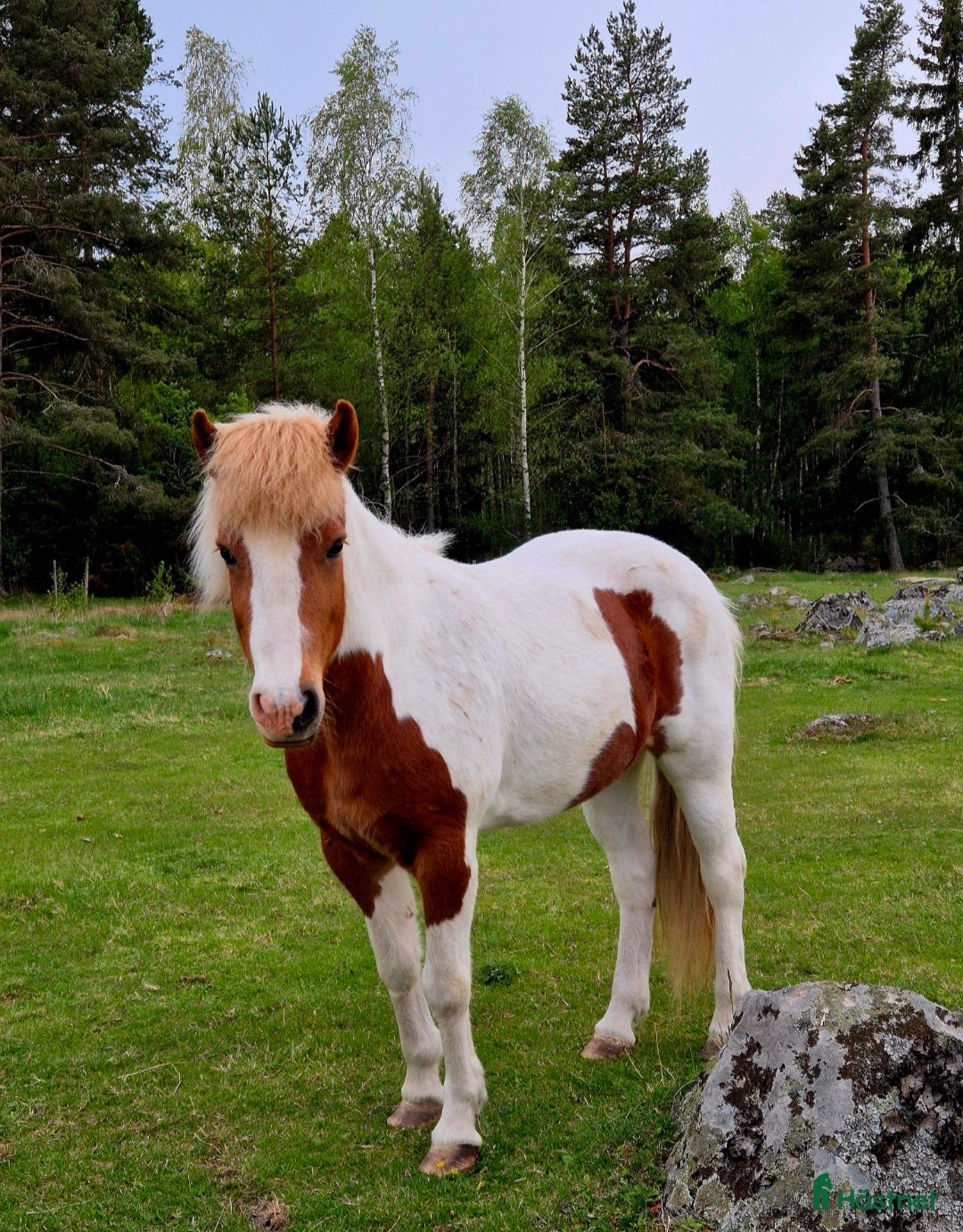  hästar Trevligt islandssto - Annons 17
