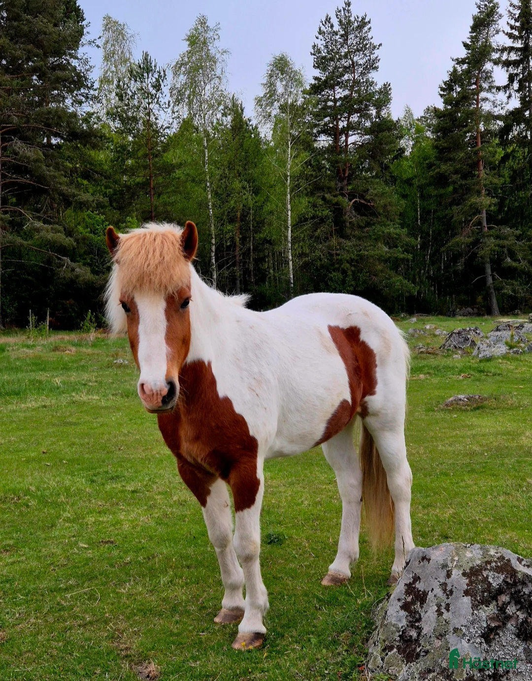 Allround hästar till salu: Trevligt islandssto - Annons 1