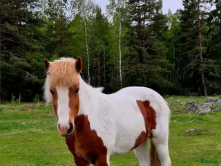 hästar Trevligt islandssto - Annons 17