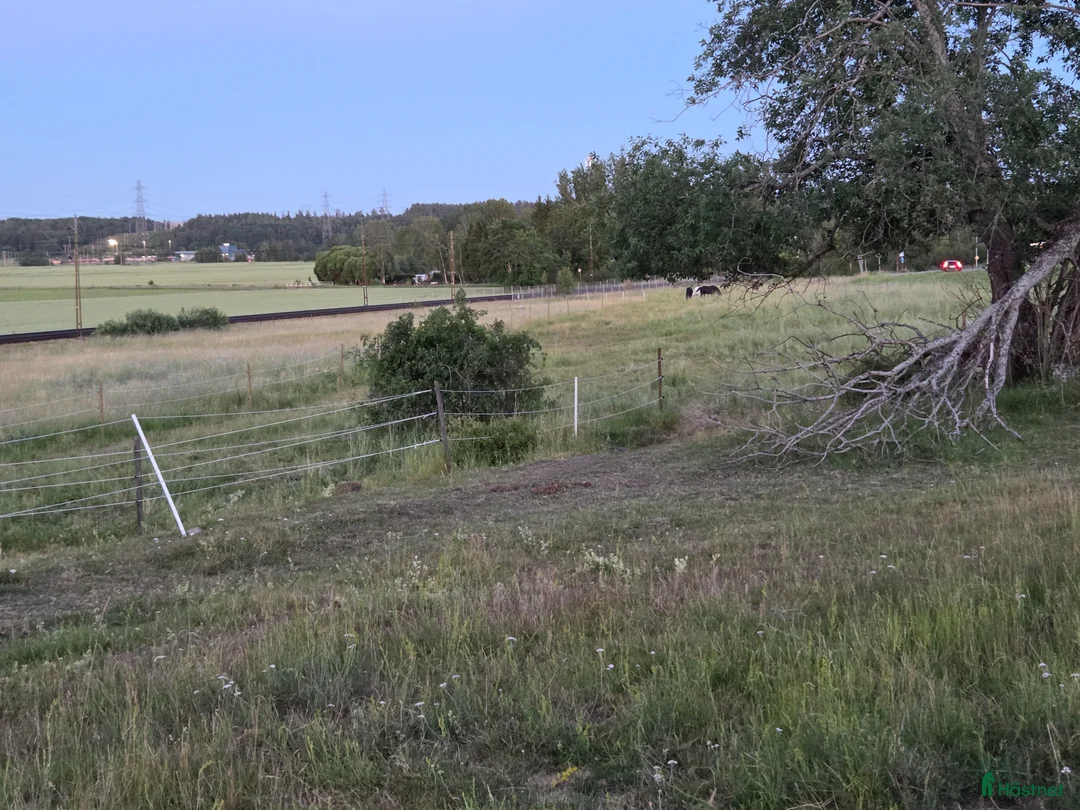  stallplats finnes: Sommarbete juni-juli - Annons 1