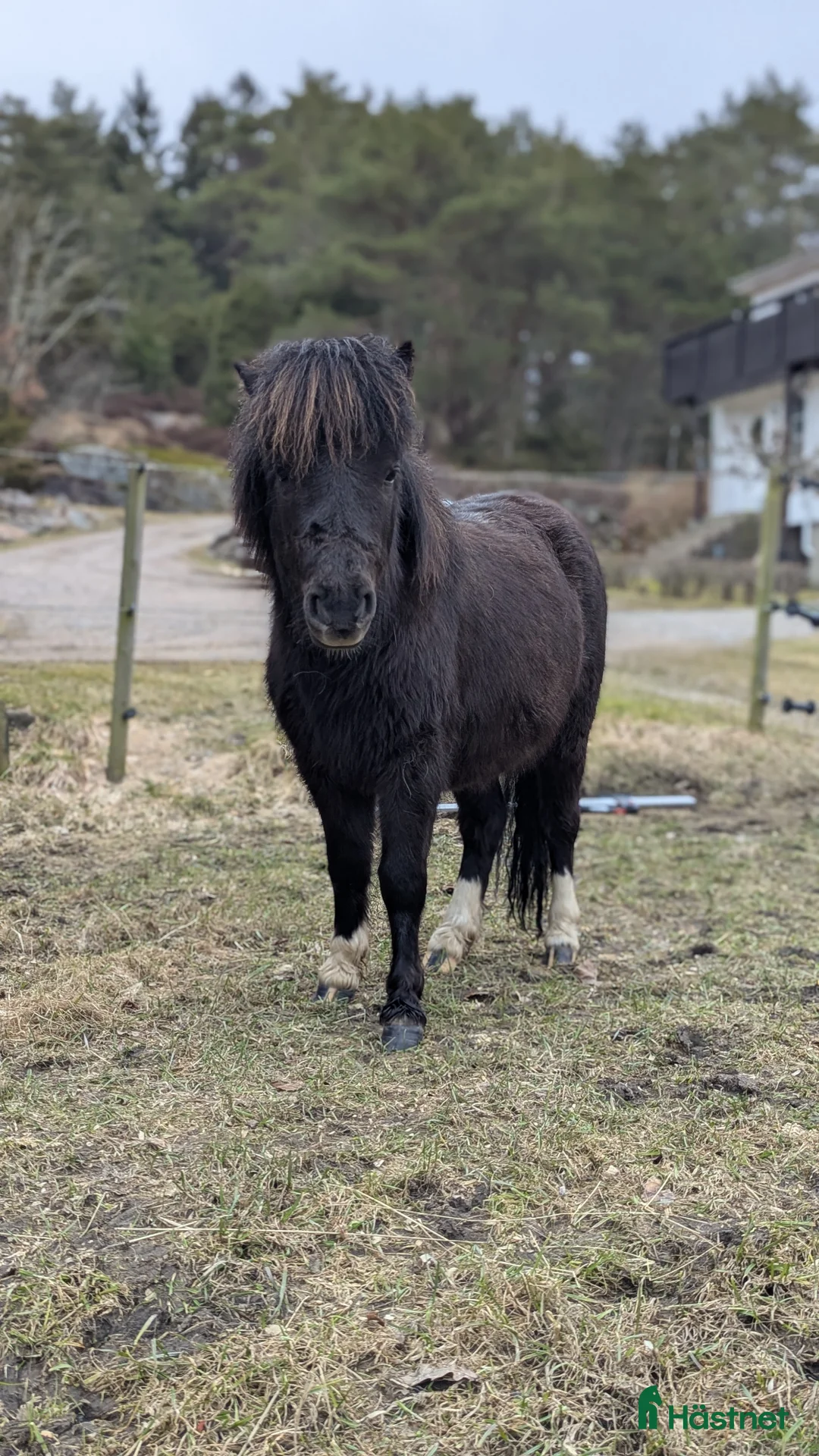Allround hästar till salu: Amerikansk Miniatyr  - Annons 1