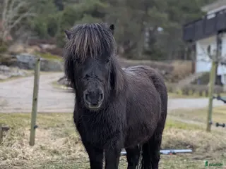 hästar Amerikansk Miniatyr - Annons 5