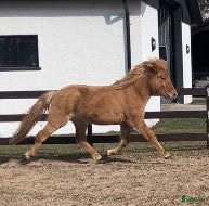  hästar 2-årig valack efter bedömda föräldrar  - Annons 1