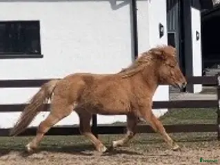 hästar 2-årig valack efter bedömda föräldrar - Annons 1