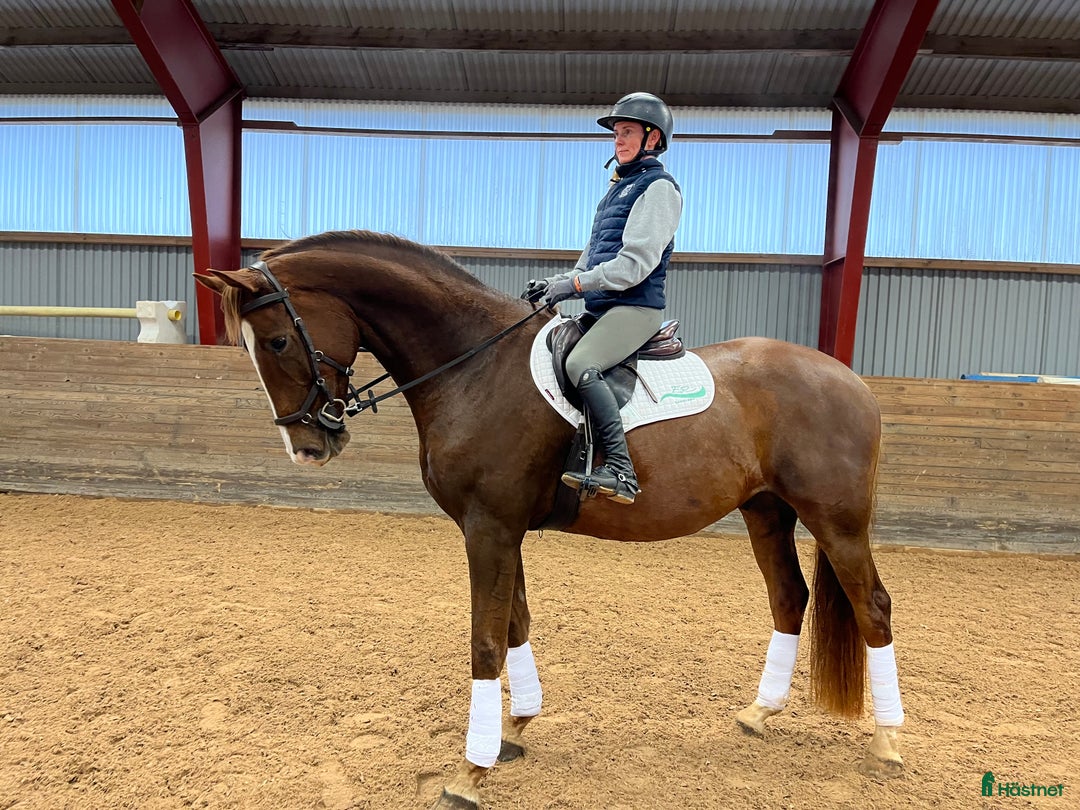 Dressyr hästar till salu: 5-årig dressyr valack i Kolmården - Annons 4