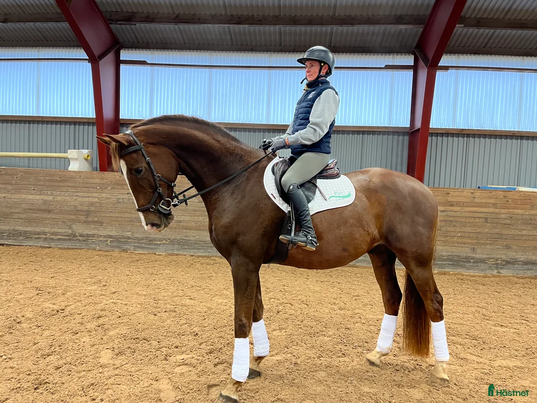 Dressyr hästar till salu: 5-årig dressyr valack i Kolmården - Annons 4