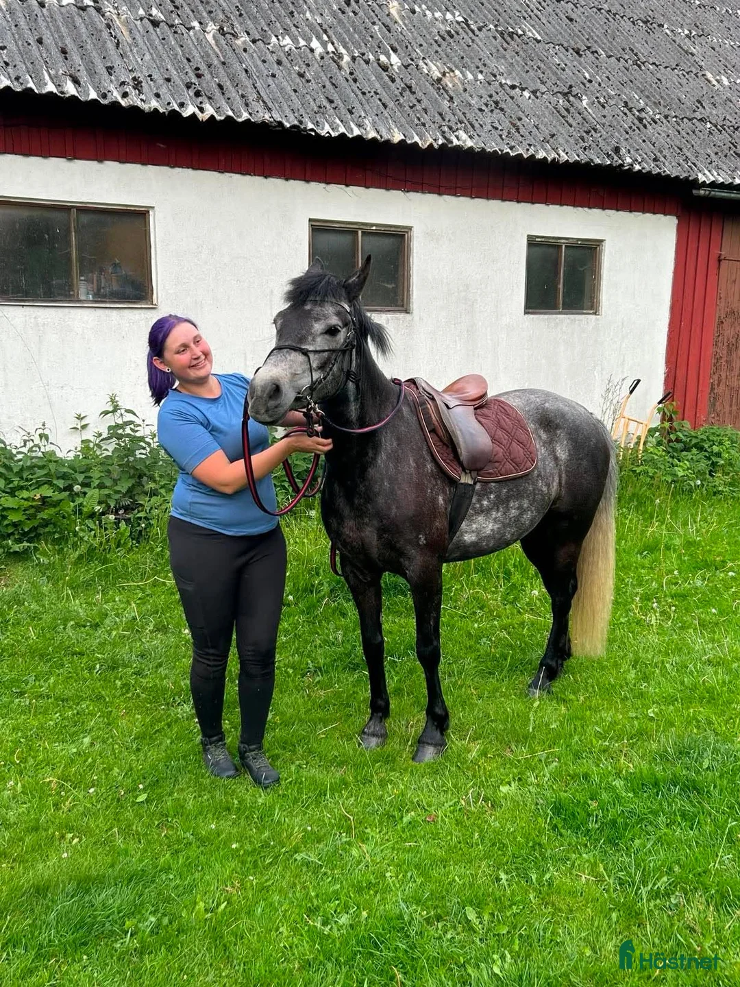 Allround hästar till salu: Trevlig ponny - Annons 2
