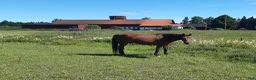  stallplats finnes: Plats i lösdrift  - Annons 3