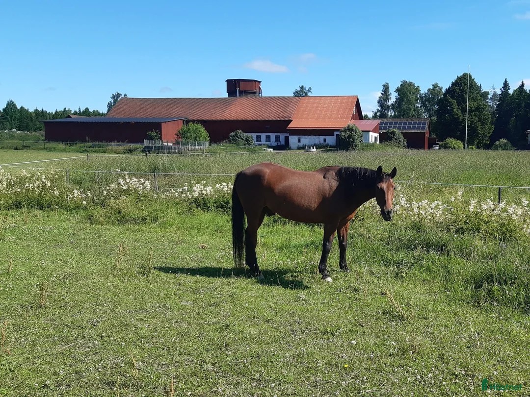  stallplats finnes: Plats i lösdrift  - Annons 3