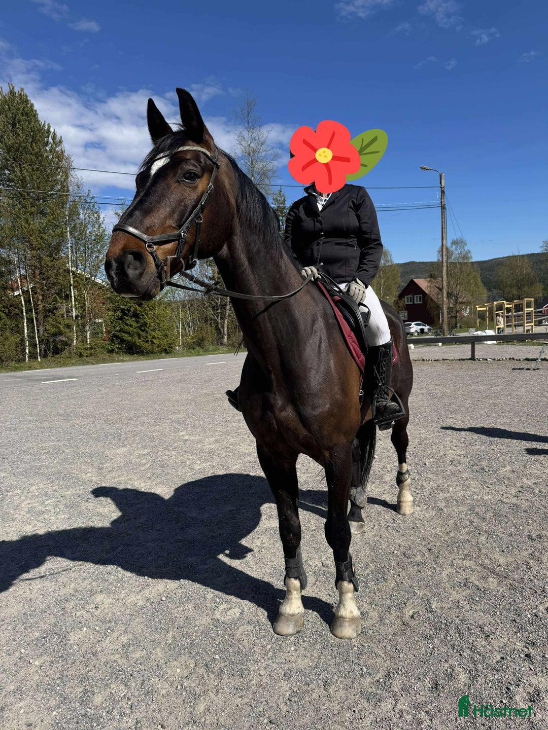 Allround hästar till salu: Trevlig allroundhäst/ridgymnasium? i Bjästa - Annons 2