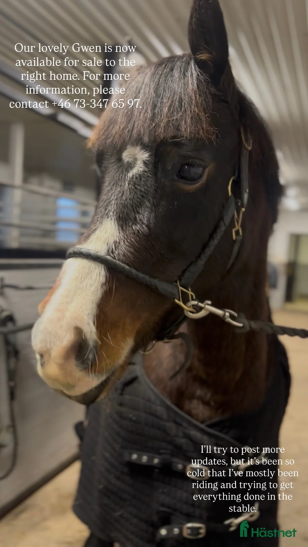 Hoppning hästar till salu: Snällt sto med utvecklingspotential i Jonsered - Annons 1
