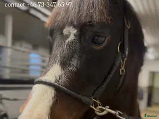 hästar Snällt sto med utvecklingspotential i Jonsered - Annons 20